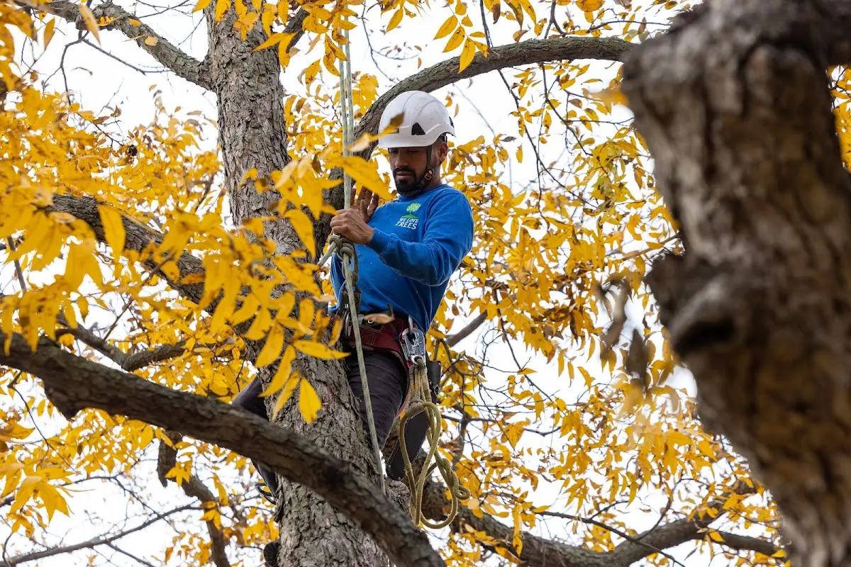 Skilled Storm Damage Cleanup crew working in Tamassee