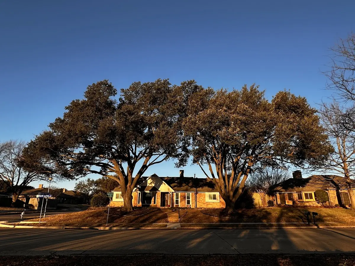 Established residential canopy tree shading a home in Tamassee